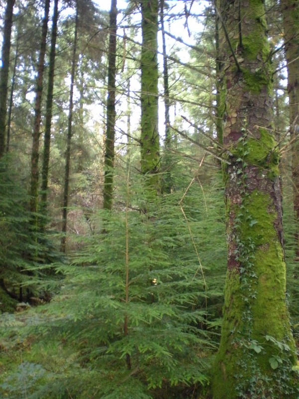 Welsh forest image